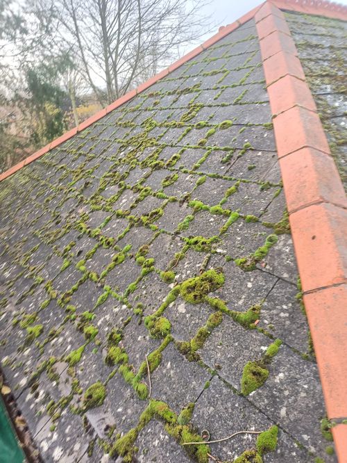 Close-up of roof covered in moss before washing by Moss Cleaners